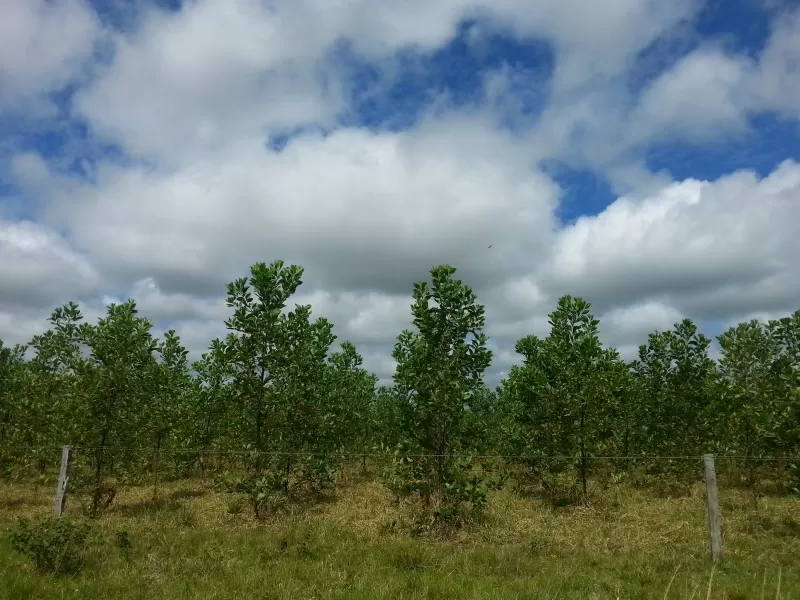 En el próximo cuatrienio buscan el establecimiento de 250 hectáreas en Reforestación Comercial en Yopal, Casanare.